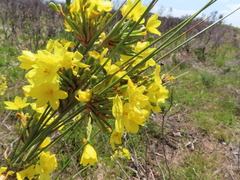 Bobartia longicyma