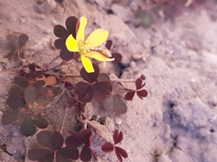Oxalis corniculata repens