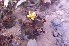 Oxalis corniculata repens