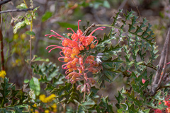 Grevillea bipinnatifida