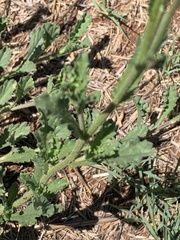 Nidorella podocephala