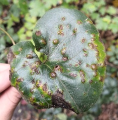 Puccinia asarina