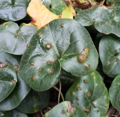 Puccinia asarina