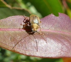 Edusella perplexa