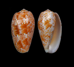 Conus bullatus