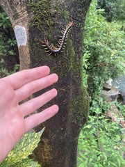 Scolopendra mutilans