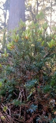 Leptecophylla pogonocalyx