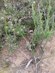 Aspalathus cephalotes