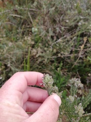 Aspalathus cephalotes