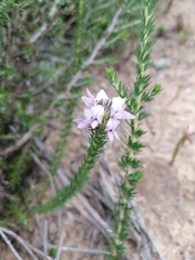 Aspalathus cephalotes