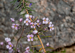 Diplopeltis huegelii