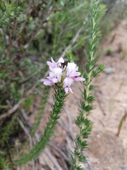 Aspalathus cephalotes