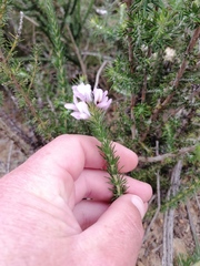 Aspalathus cephalotes