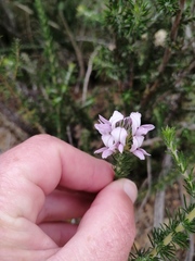 Aspalathus cephalotes