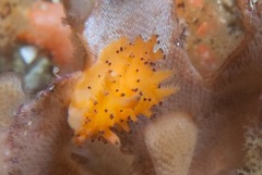 Crimora