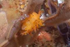 Crimora