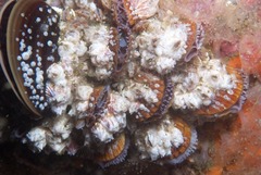 Notomegabalanus algicola