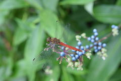Sympetrum frequens
