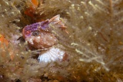 Coccotropsis gymnoderma