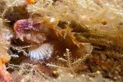 Coccotropsis gymnoderma