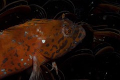 Clinus superciliosus