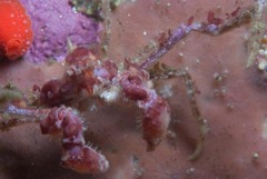 Achaeopsis spinulosa