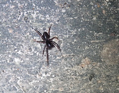 Oedignatha