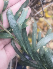 Podosphaera euphorbiae