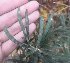 Podosphaera euphorbiae