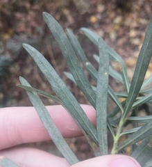 Podosphaera euphorbiae