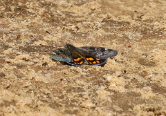 Synemon parthenoides