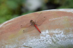 Sympetrum frequens