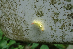 Calliteara pseudabietis