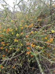 Aspalathus divaricata