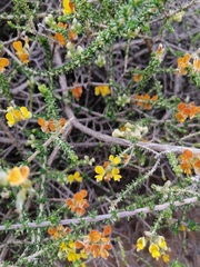 Aspalathus divaricata