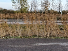 Phragmites australis