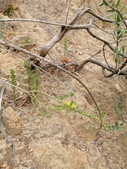 Aspalathus divaricata