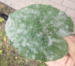 Golovinomyces depressus