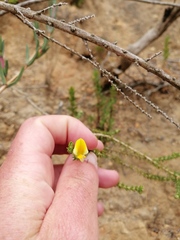 Aspalathus divaricata