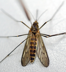 Culiseta morsitans