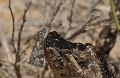 Synemon parthenoides