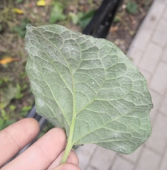 Golovinomyces depressus