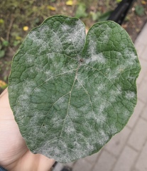 Golovinomyces depressus