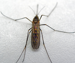 Culiseta morsitans