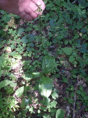 Platanthera chlorantha