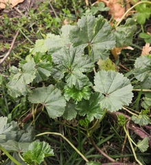 Malva pusilla