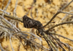 Synemon parthenoides