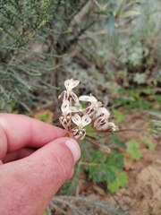 Pelargonium radulifolium