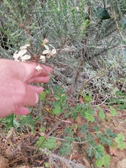 Pelargonium radulifolium