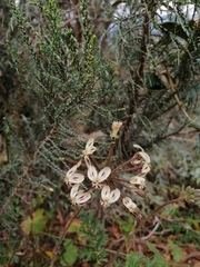 Pelargonium radulifolium